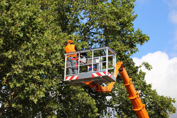 Professional Tree Removal in Harlan, IA